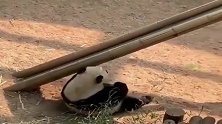 中国熊猫玩滑滑梯,不按常理出牌!体重不允许自己低调了!