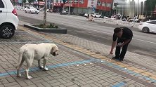 拉布拉多犬，这智商也没谁了。