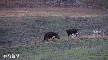 领头野猪被击中倒地，同伴们吓的四处逃命！