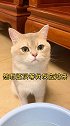 一个进去就会被“吃掉”的水盆？！这就是钝钝不愿意喝水的原因吗？猫 萌宠 剧情 剧情反转 动物故事
