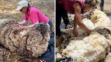 澳大利亚一只迷失绵羊躲在灌木丛中 被救回后剪下80斤羊毛