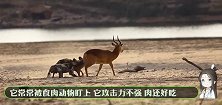 羚羊被吃掉半个身体，不甘心这样死去，生死关头重拳反击