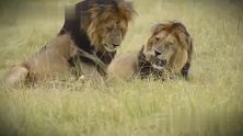 四公里雄狮联盟：狮王守卫狮群，教训不听话的小雄狮，威严霸气