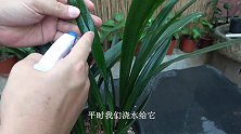保持兰花叶面清洁，是非常“重要”的，有利于吸收养分、水分