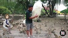 男子扛着零食，跑到10万只猴子中央，不怕被淹没
