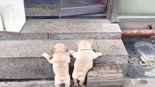 小奶狗跳不上台阶，急得直跺脚