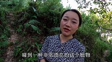 进山采摘黄栀子，很多人不知道它有哪些用途？食材上色的好材料