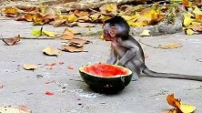 猴子有西瓜吃，这一刻阿尔巴是幸福的