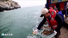 人工培育的龙虾幼苗，放流大海，恢复生态！