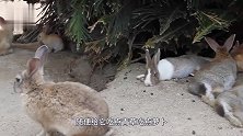阿姨养了一只兔子，一年伙食费2万多，网友杀了吧！