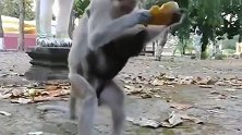 猴弟舔一下猴姐的食物，就被猴姐咬的尖叫连连，亲姐弟还这样！