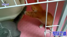 小胖猫跟猫妈妈抢吃的，母猫上去就是一巴掌，小猫的反应让人心疼