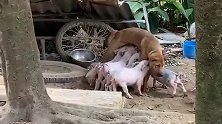 这些小猪，把狗狗当成了妈妈，就成这样了。