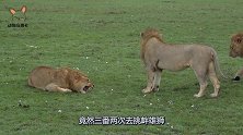 胡狼发现睡觉的雄狮，上前咬了一口狮子尾巴，咬完就跑真刺激