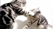 三只小猫的爱恨情仇!竟还玩起了三角恋，这脾气真淘气