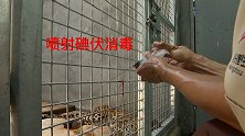 专家现场诊断杭州第二只外逃金钱豹伤情：右后肢外伤，趾甲丢失