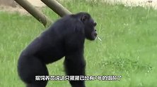 男子给猩猩丢了点零食，随后猩猩丢回来的东西，你意想不到