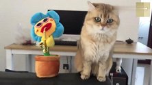 猫咪：哎呀终天掉下去了，省的我动手，快被折磨疯了