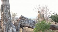 猎豹的一天：不断的游走，只为寻找猎物，却无功而返