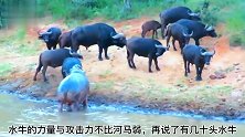 水牛群来到河边喝水，河马朝水牛挥洒奥利给！