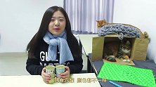 猫咪打群架，铲屎官打开罐头后，一窝蜂冲上前抢吃的样子太疯狂了