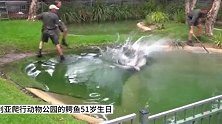公园的鳄鱼51岁生日，送给它一块肉，顺便见识下死亡翻滚。