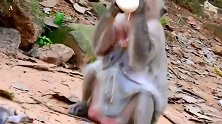 实拍：哭泣的猴妈妈，让人动容