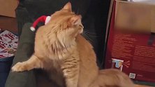 好活泼的猫咪啊，看这呆萌呆萌的样子，想养一只在家啊！
