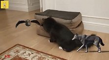 狗狗抢占了小猫的新窝，小猫找来狼帮忙，快成动物园了