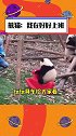 国宝熊猫永远不会让我们失望！每天都在认认真真上班呢搞笑 可爱 动物  萌宠 沙雕
