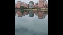 萌狮大赏 小区旁边的湖边钓鱼，今天又是收获满满的一天！