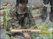 迷你西瓜分枝特别多，枝叶比较脆弱，需要采用吊蔓整枝进行栽培