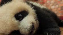 大熊猫：熊猫宝宝的这懒腰伸太诱人，看着看着就困了