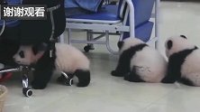 熊猫：我们也想有一间办公室！