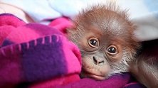 出生还不久的小猩猩，大大的眼睛很可爱的样子，真是讨人喜欢！