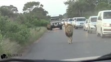 公路上巡逻的黑鬃雄狮—路过车辆纷纷停下观看致交通堵塞