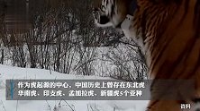 黑龙江双鸭山再现东北虎？林业局：越境而来，非“完达山一号”