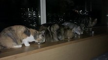 猫咪都在吃夜宵，看着他们津津有味的吃着！主人满脸羡慕太搞笑！