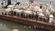这只羊是高手，跳上船的一刹那，竟然完美的避开了栏杆，太帅了