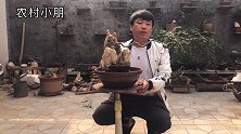 小朋这盆不知名的附石盆景，大家看看叶子的特性，有知道是什么吗