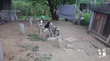 四只二哈在院子里“开舞会”！这舞伴还是按照“发色”分配的