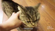 给14只猫狗拍照有多难？抢镜王：只要有我在，包你拍不到