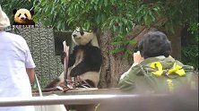 熊猫旦旦酣畅淋漓地吃着美味竹笋，过往游客纷纷驻足拍照