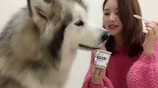 美国媳妇发来的视频：果然在吃的面前主人什么也不是