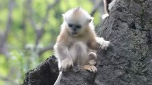呆萌可爱！湖北神农架再添1只雄性金丝猴宝宝