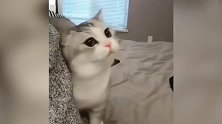 好萌的小猫咪啊，睁着大大的眼睛，真是很漂亮啊！