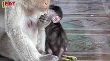 人小鬼大！猴宝宝总是喜欢挑战大猴子，争取早日当上猴王