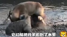 鬣狗厉害吧，追羚羊，捕斑马，活吃，老虎捕犹猪