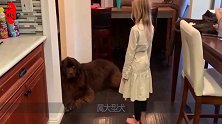 纽芬兰犬看上去凶猛，但是在小主人面前却非常懂事，狗狗滑稽啊