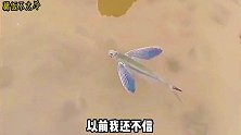 搞笑配音：江湖再现六眼飞鱼，莫非《勇气》唱的都是真的？
